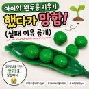 콩줌 | 아이와 완두콩 키우기 망함 ｜실패 후기 그리고 의외의 교육 효과” 😂