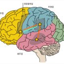 ▶"어른 뇌에서도 새 뉴런이 자란다?"..20년 통설 `흔들` 이미지