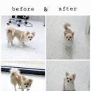 빼어나개 네이버블로그