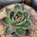 원앙농장 이미지