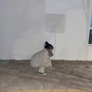 하리몽드
