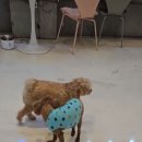 피터펫카페 일산점 이미지