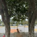 중마애견 | 고흥 바다뷰 전남 애견동반 캠핑장 ‘나로 힐링 캠핑장’ 쇄석 16번 및 사이트 후기
