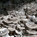 이인농장 이미지