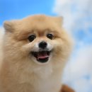 차차펫살롱 이미지