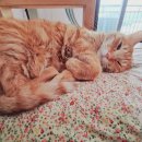 교산목장 | 강화도 한바퀴 (매주 털려도 재밌는 라이딩🚴‍♂️ With 냉꽁형님)