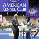 올웨이즈 반려견 미용실 이미지