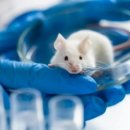 코로나19 재유행 조짐…변종 바이러스 ‘FLiRT’ 확산세 이미지