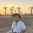 바오밥나무 이미지