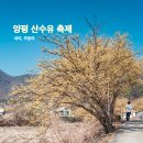 주읍리산수유꽃마을 이미지