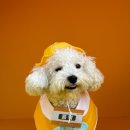 놀러오개 애견 유치원 애견 호텔 이미지