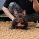 KGBKENNEL(케이지비켄넬) 네이버블로그
