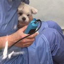 사랑해똥깡아지 이미지