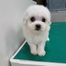 블루독 애견샵 이미지