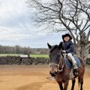 화산목장 | 제주 성산승마 추천, 아이와 가기 좋은 '목장카페 밭디' 후기
