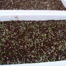 민들레 영농조합법인 이미지