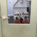 [복탄산수애견미용실] 부개동 애견미용 베들링턴테리어 자몽&amp;베리 3mm 전체미용 후기 (엉킨 털 관리 TIP)