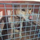 용성동물병원 이미지