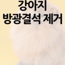 동물병원예지 네이버블로그