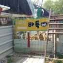 바둑이펫 이미지