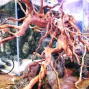 플랜츠비 이미지