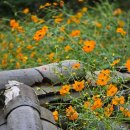 청산편의점 | 태안여행 청산수목원