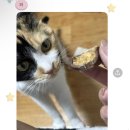 투빅짐 | 밴쿠버 두번째 여행 🇨🇦