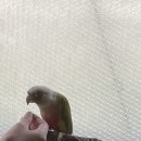 도그피아 애견 훈련 학교 이미지