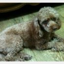 대소동물병원 이미지