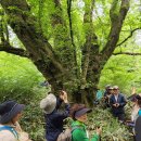 제주 봉개동 왕벚나무 자생지 이미지