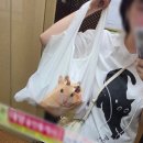 (주)애드어클락 | 올릿 손풍기 X 정서불안김햄찌 투엘브어클락 급속 냉각 휴대용 미니 선풍기 여름 필수템! 🐹❄️