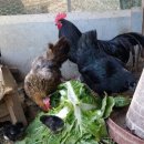 명옥이네 이미지