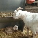 슈퍼염소농장 이미지