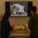 동물치유쉼터 | 반려동물 장례 후 마음을 치유하는 방법 – 순천반려동물장례식장 하늘별