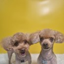 몽쉘몽봉 이미지