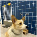 더 빛나개 이미지