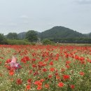 영산강 | 2026년도 전남 나주 영산강 들섬 양귀비 꽃 축제 다녀온 후기