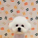 이쁘개왈왈 이미지