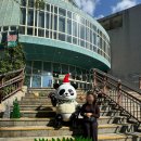 판다 | 대만 타이베이 시립 동물원 셔틀버스 타는 법ㅣ관람 순서와 지도, 판다 후기