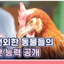 5월16일 특종세상 선공개 내 사전 불가능은 없다! 돼지와 닭까지 훈련시키는 훈련사 최승열 특별 훈련 대공개 영상 이미지