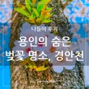 경안천 전대리 | 2024년 용인 숨은 벚꽃 명소가 될 2023년 포곡 경안천 벚꽃 산책
