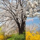 광주천 | 광주천 벚꽃 후기｜3월 29일 만개, 개나리와 함께 봄 산책