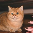 미소로 동물병원 이미지