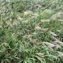 영 농장 이미지