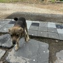 호동이농장 이미지