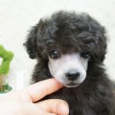 지아 애견샵 이미지