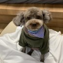 순도리네애견 이미지