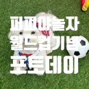 퍼피야놀자 네이버블로그