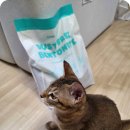 사면석불 공중화장실 | 바꿨더니 스트레스 줄었어요. 고양이 화장실 모래