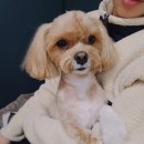 딜라잇펫 이미지